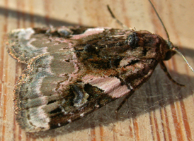 Pink-barred Marvel